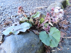 Petasites formosanus