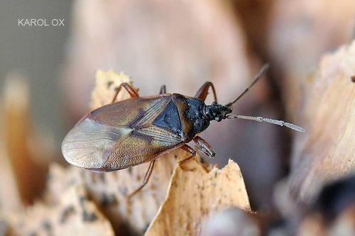 behavka ihličnanová (Gastrodes abietum)