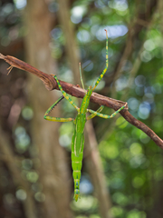Eurycnema versirubra