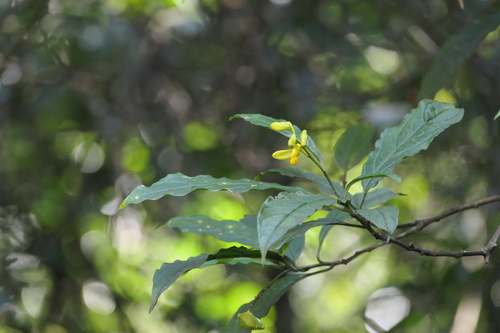 Polygala arillata, photograph 5
