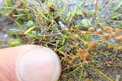 Isolepis basilaris