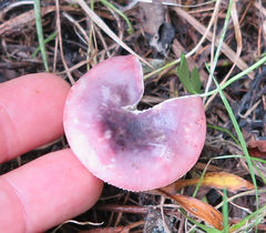 Russula laccata