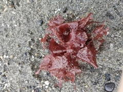 Cryptopleureae