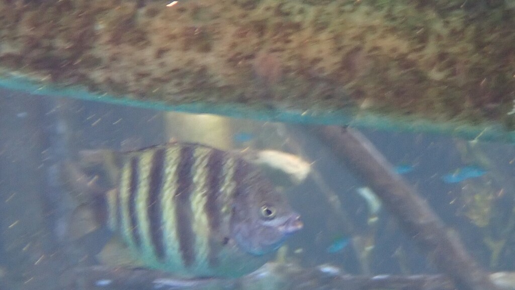 Black-tailed Sergeant-major
