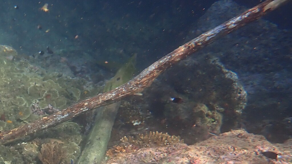 Bicolor Chromis (Pycnochromis margaritifer)