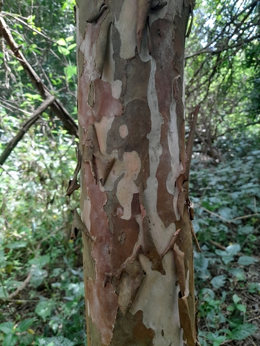 Psidium kennedyanum, 2026-02-11