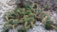 Opuntia rastrera