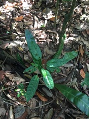 Clerodendrum laevifolium