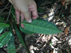 Clerodendrum laevifolium