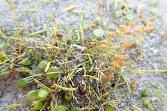 Isolepis basilaris