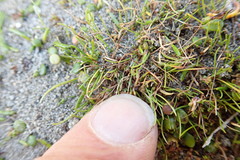 Isolepis basilaris
