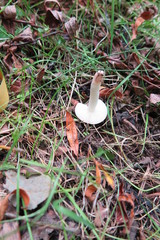 Russula laccata