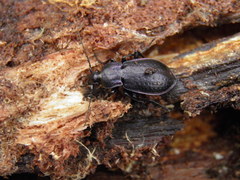 Carabus arvensis