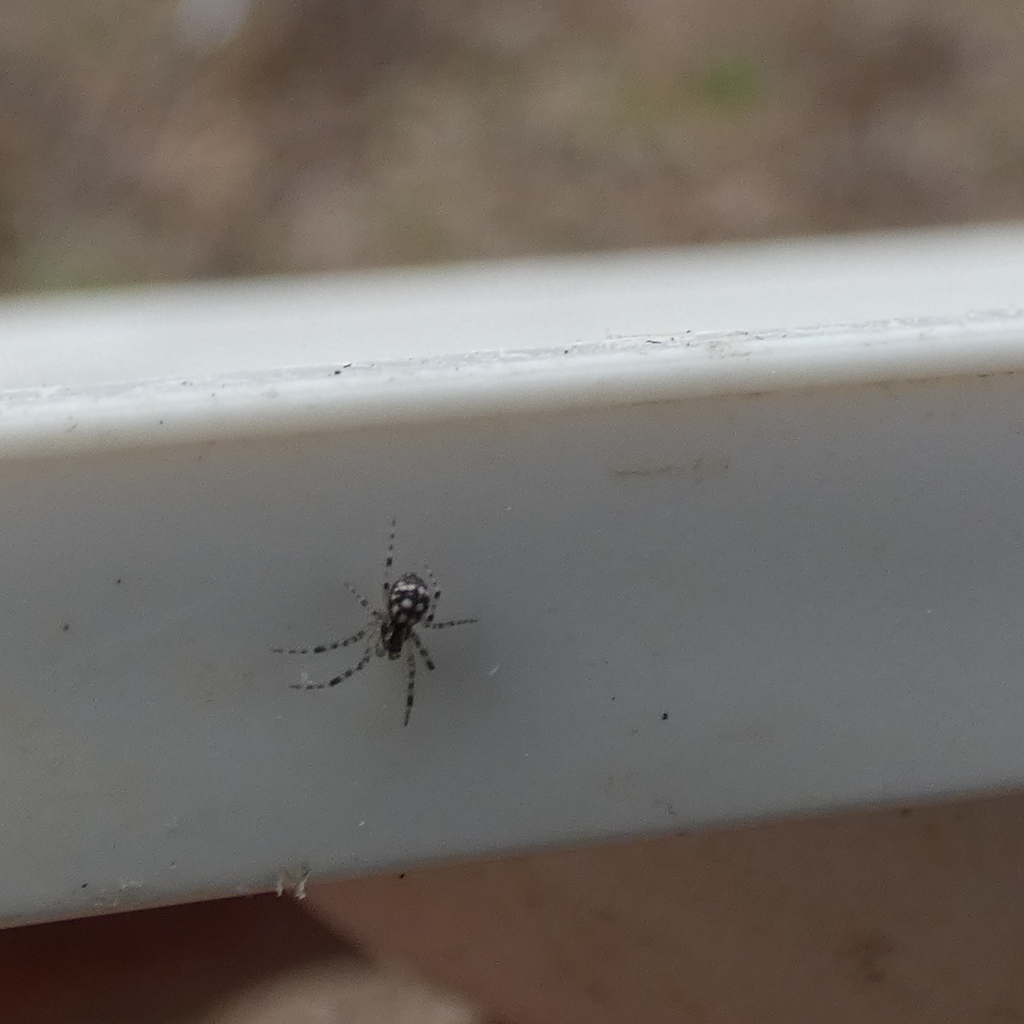 sheet-web spiders