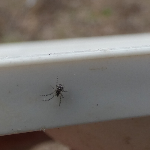 sheet-web spiders