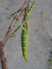 Eurycnema versirubra