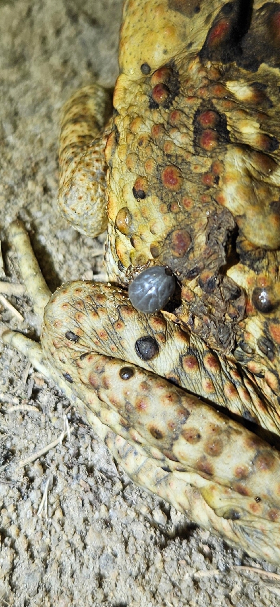 Amblyomma rotundatum Koch, 1844
