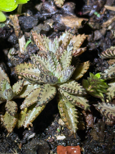 Kalanchoe houghtonii, 2026-02-12
