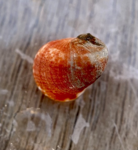 Nerita sanguinolenta observed 2026-02-12