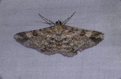 Iridopsis appetens