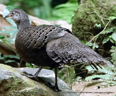 Polyplectron bicalcaratum