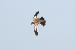 Greater Hoopoe-Lark photo 5