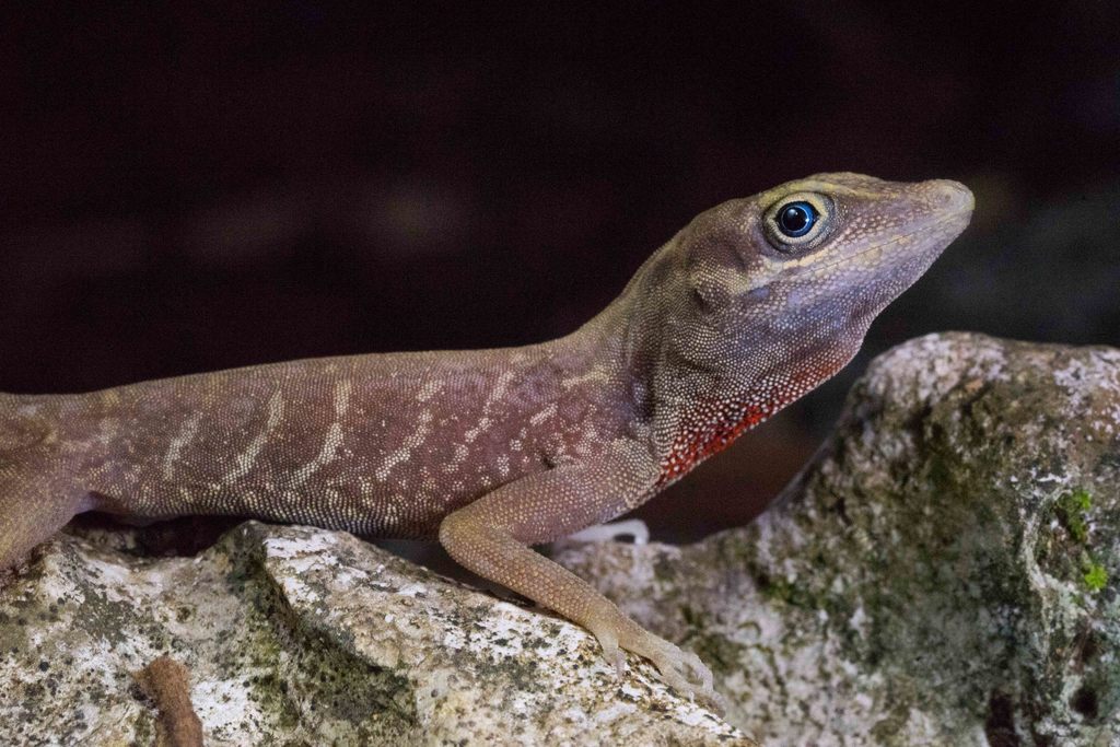 Mexican Cave Anole from Municipio Berriozábal, Chiapas, Mexico on July ...