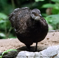 Polyplectron bicalcaratum