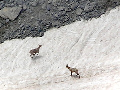 Rupicapra rupicapra balcanica