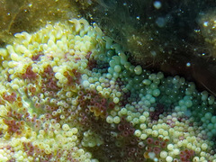 Stichodactyla tapetum