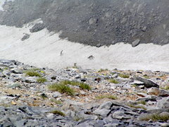 Rupicapra rupicapra balcanica