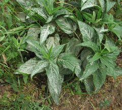 Neoerysiphe galeopsidis