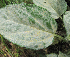 Neoerysiphe galeopsidis