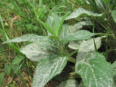 Neoerysiphe galeopsidis