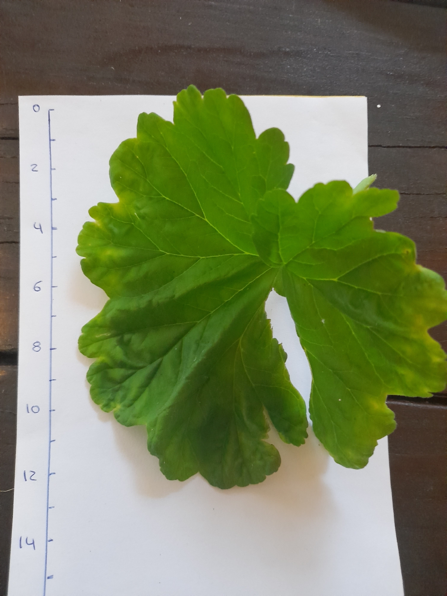 Imagem de Malva cheirosa