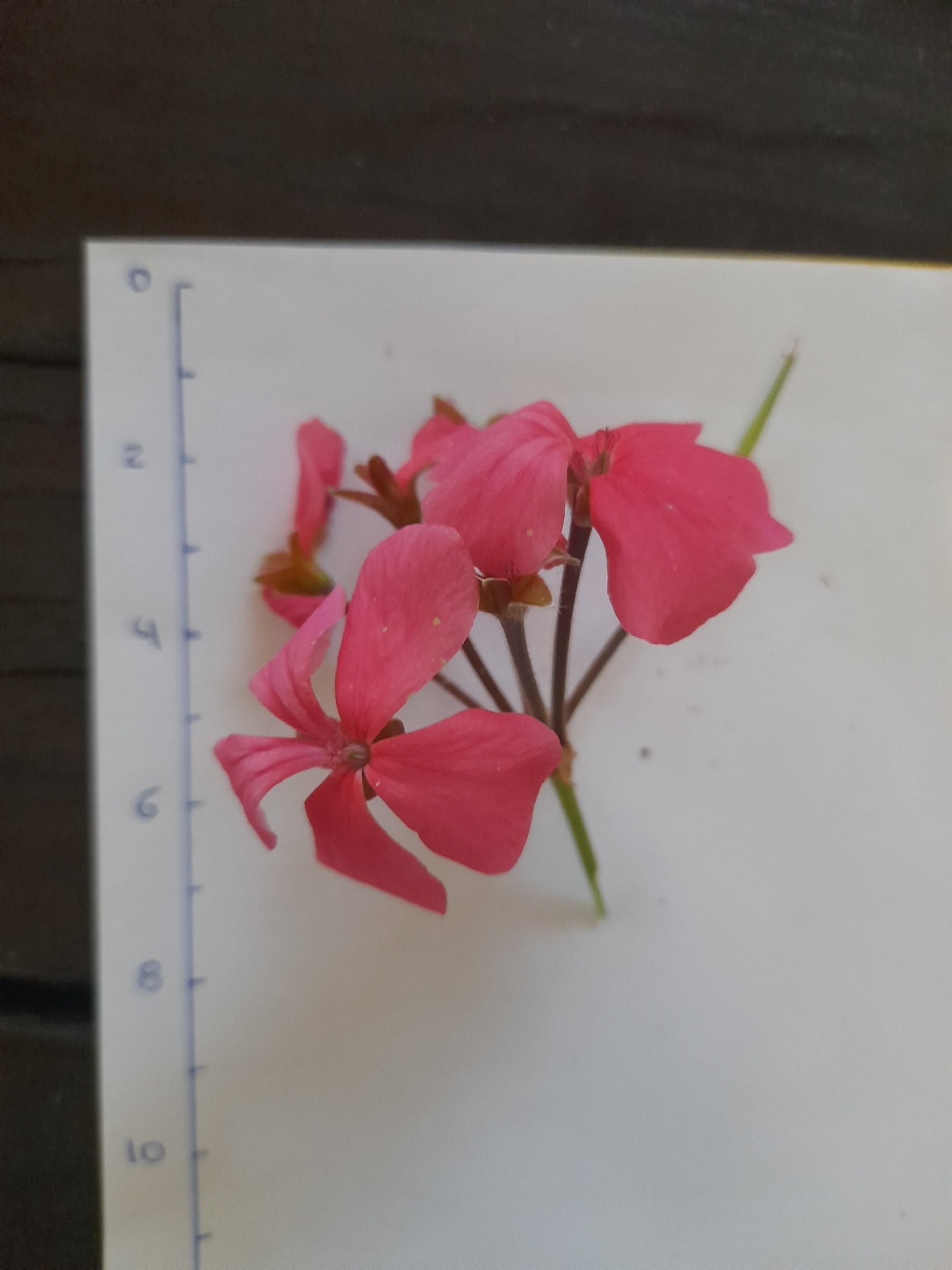 Imagem de Malva cheirosa