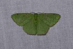 Lissochlora