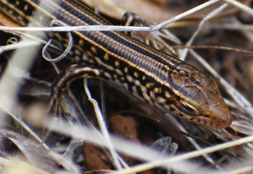 Straight-Browed Ctenotus