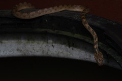 Trimorphodon biscutatus