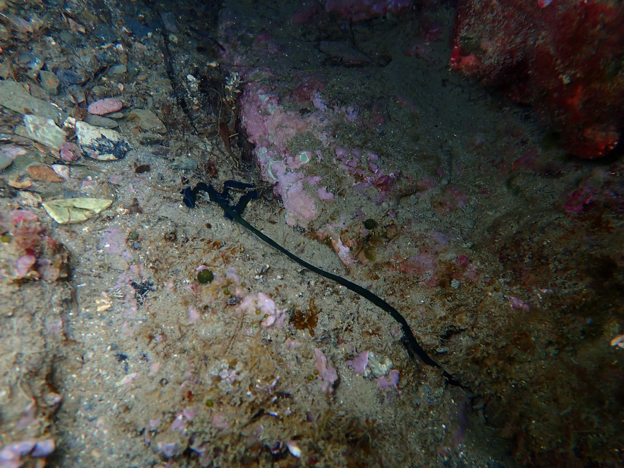 Bonellia viridis Rolando, 1822