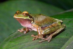 Smilisca cyanosticta