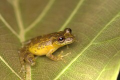 Manaus Snouted Treefrog photo 2