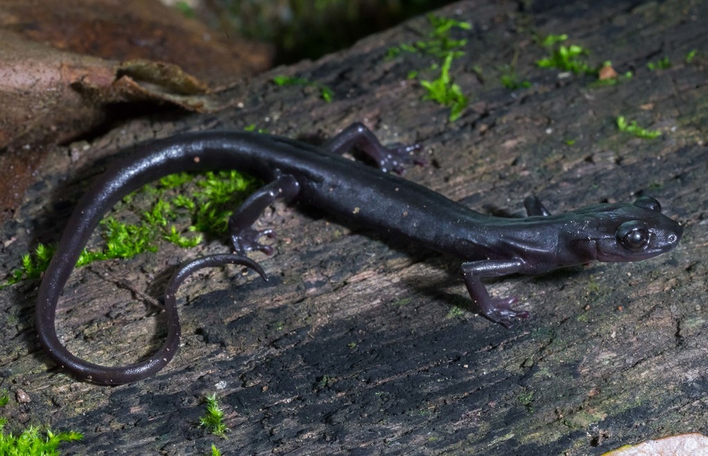 Jumping Salamander