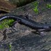 Salamandra Saltadora Negra - Photo (c) Wouter Beukema, algunos derechos reservados (CC BY-NC), subido por Wouter Beukema