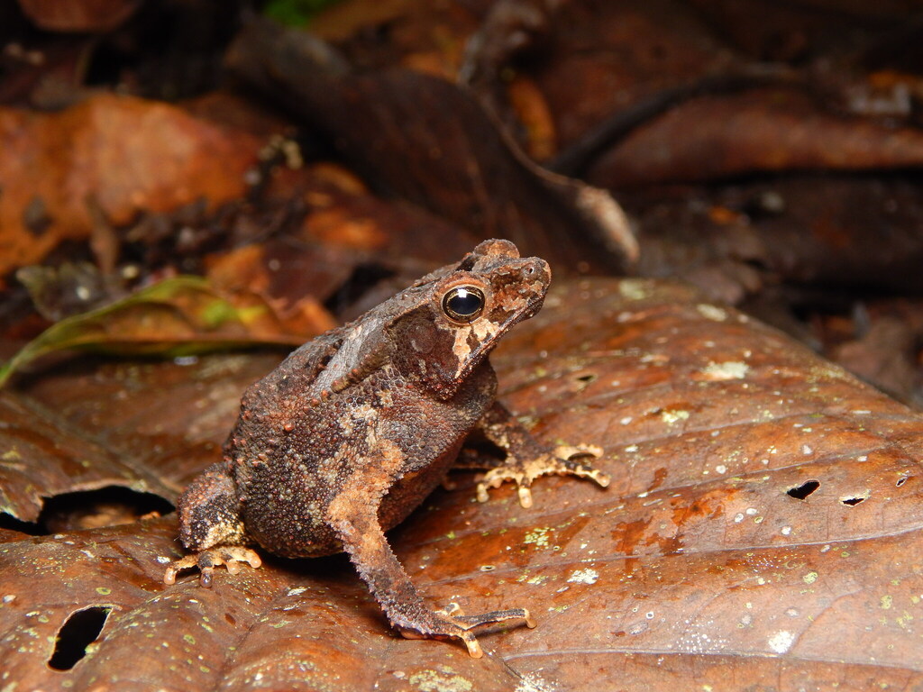Sharp-Nosed Forest Toad