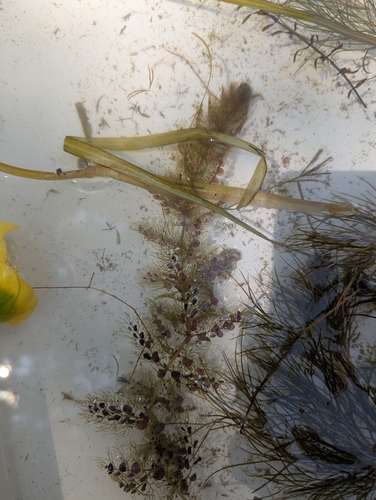 common bladderwort (Utricularia macrorhiza)