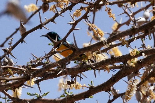Nile Valley Sunbird