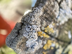 Pseudothelomma occidentale