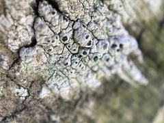 Pseudothelomma occidentale