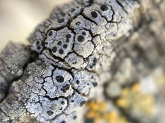 Pseudothelomma occidentale